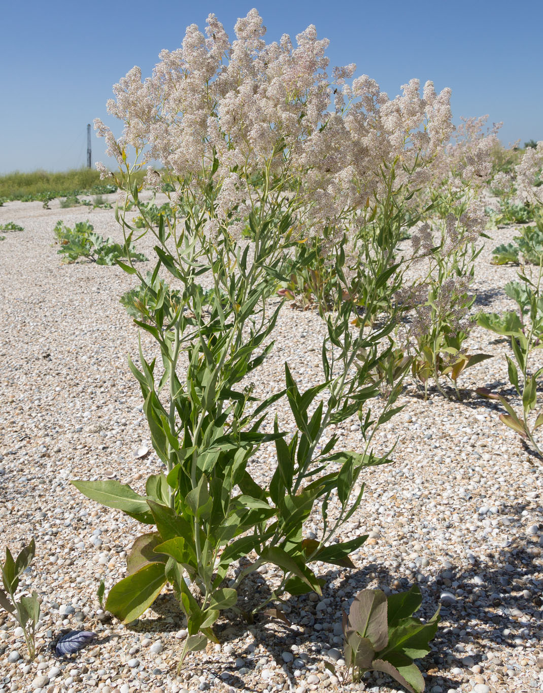 Изображение особи Lepidium latifolium.