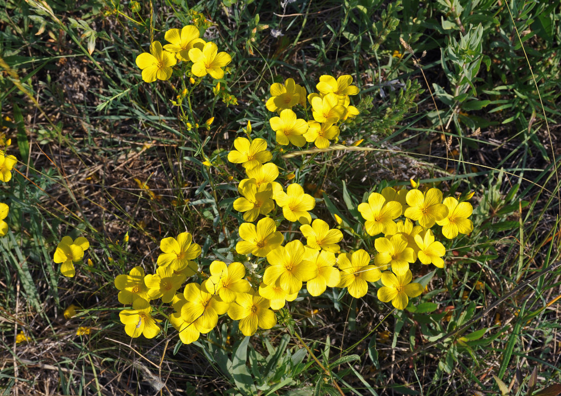 Изображение особи Linum ucranicum.