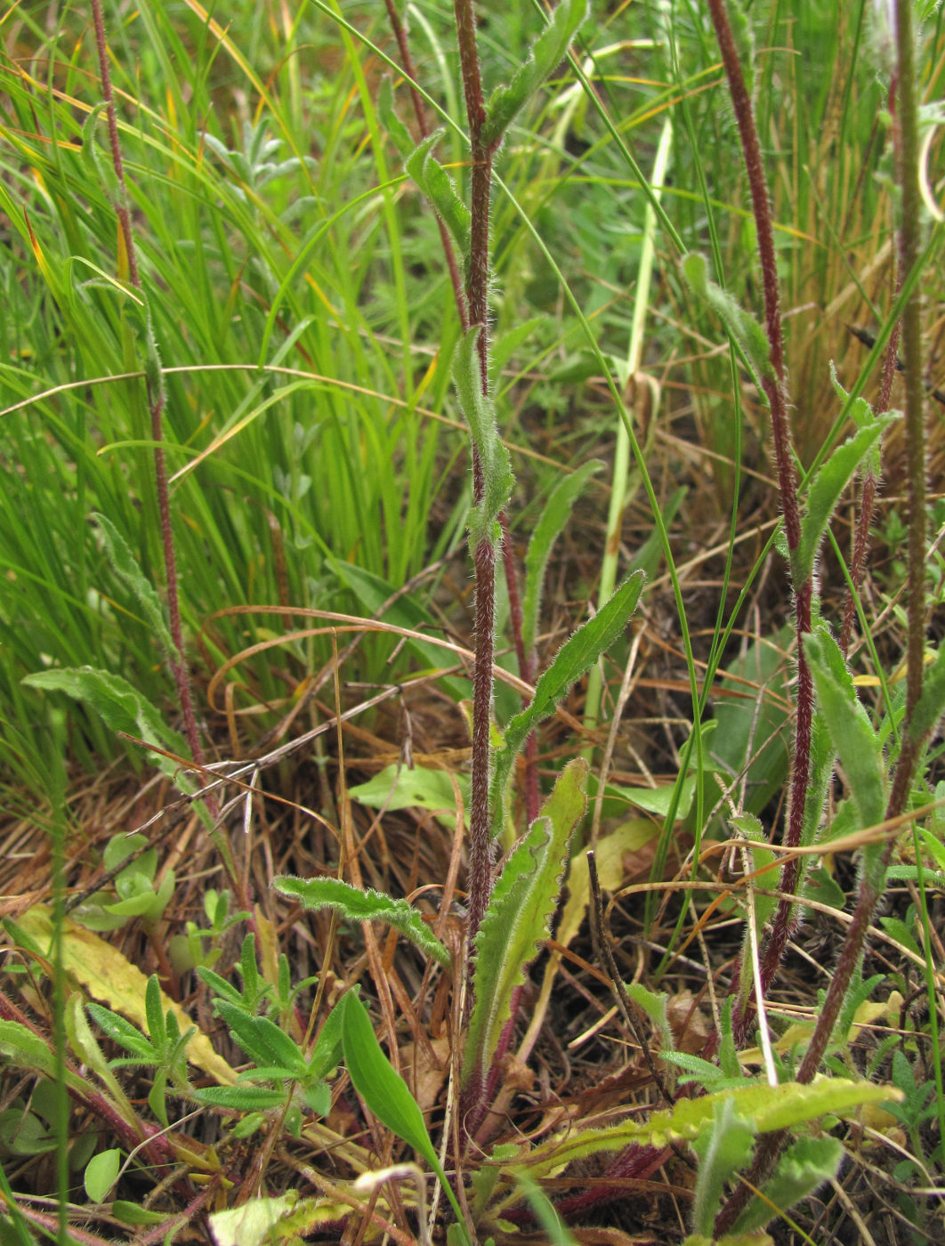 Image of Campanula hohenackeri specimen.