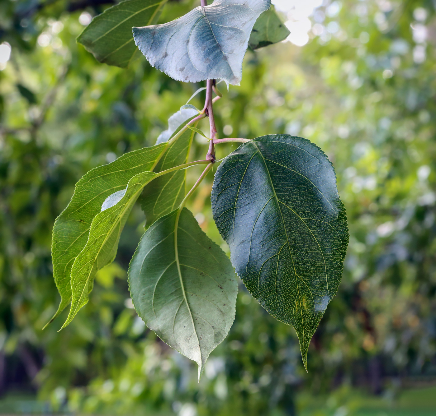 Изображение особи Malus baccata.