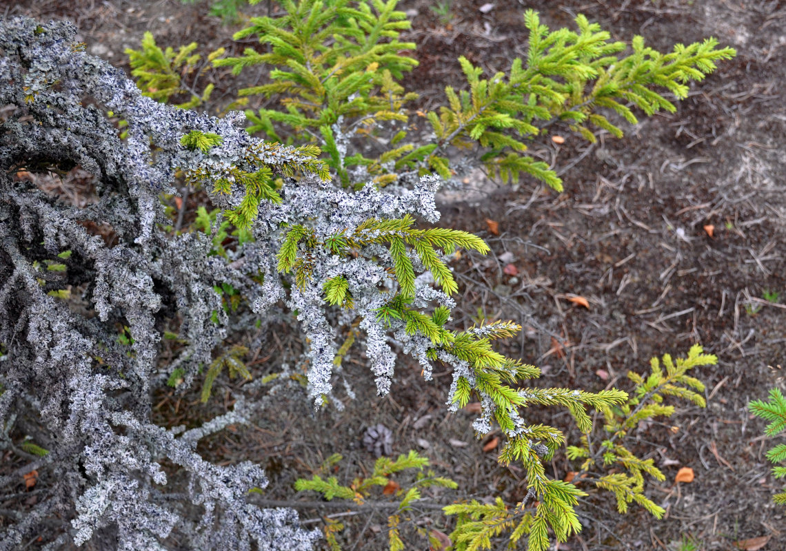 Image of Picea abies specimen.