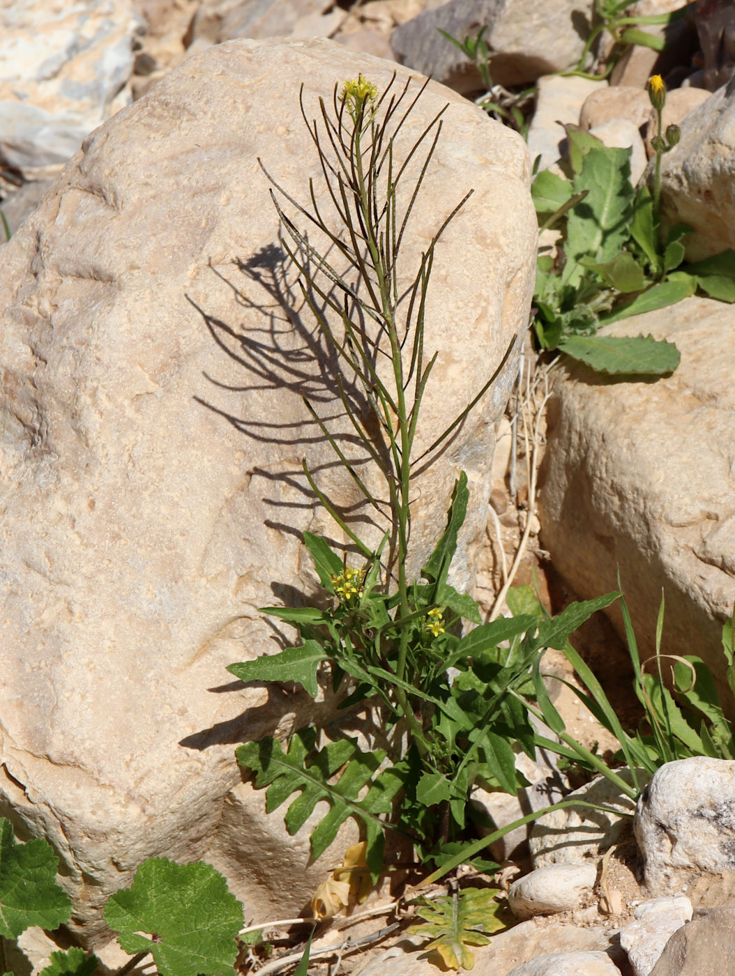 Image of Sisymbrium irio specimen.