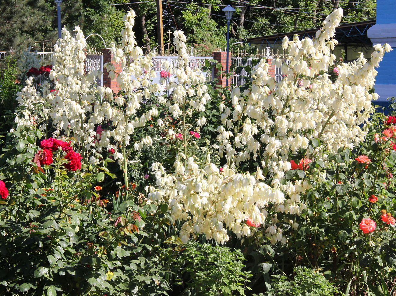 Изображение особи Yucca gloriosa.