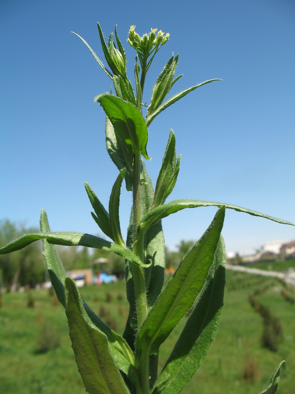 Image of Camelina sylvestris specimen.