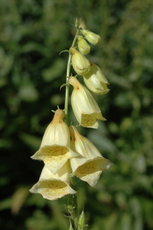 Image of Digitalis grandiflora specimen.