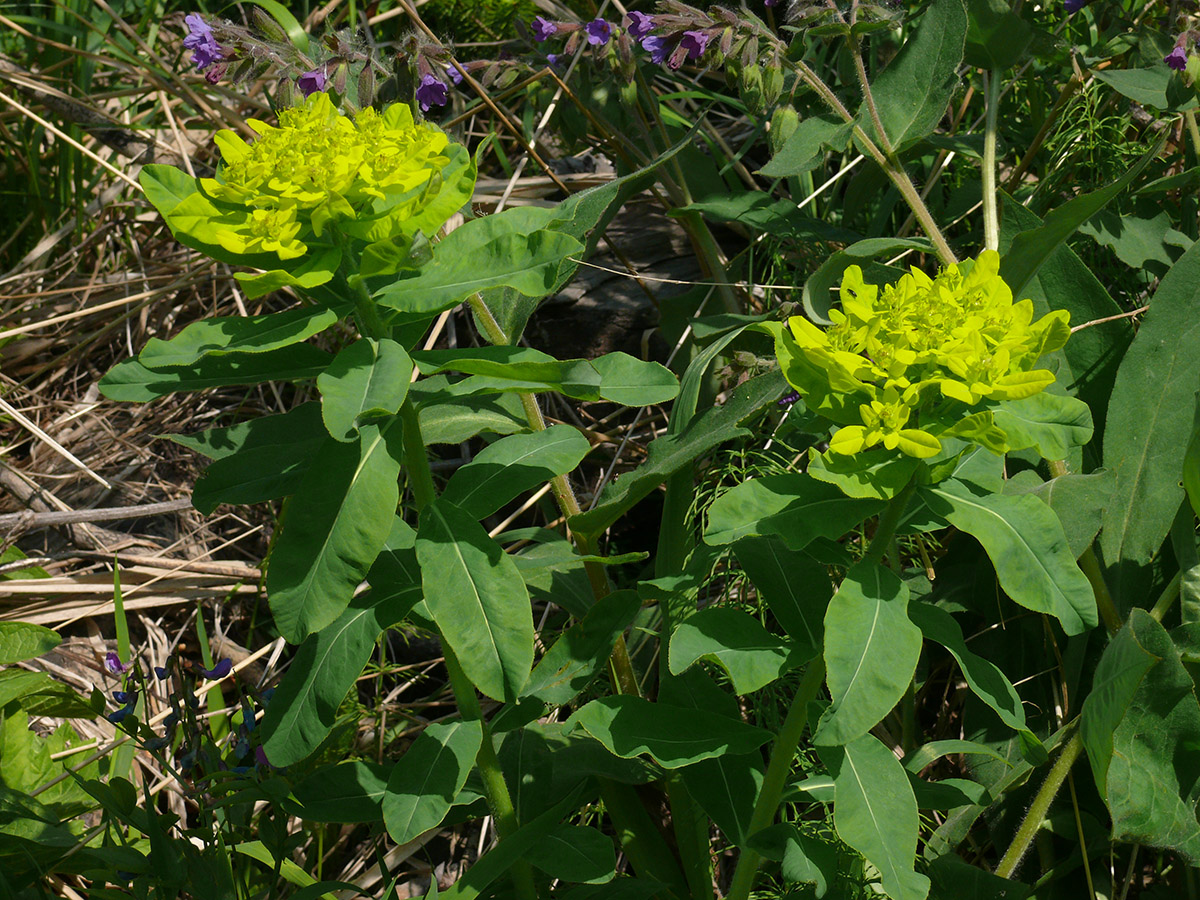 Image of Euphorbia pilosa specimen.