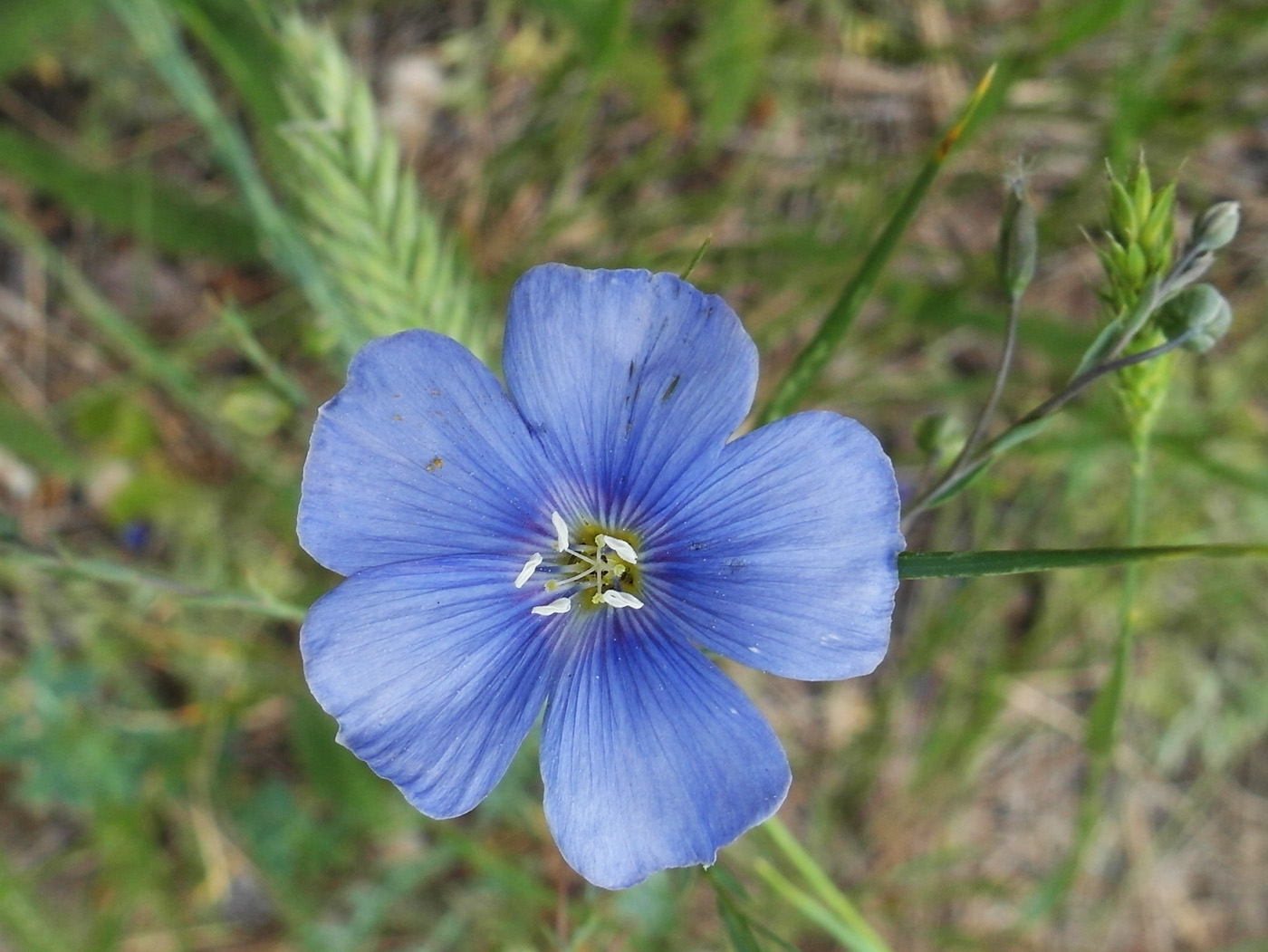 Изображение особи Linum austriacum.