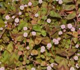 Persicaria capitata. Верхушки цветущих растений. Израиль, Шарон, пос. Кфар Шмариягу, цветник. 14.03.2017.