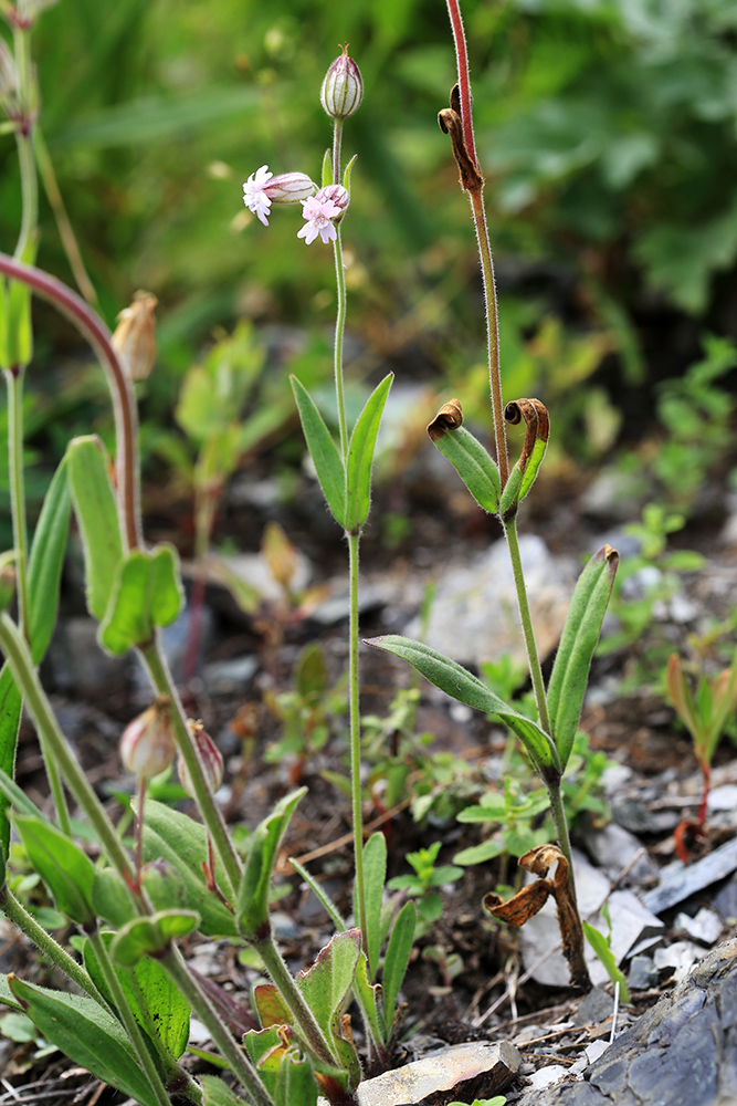 Изображение особи Silene obscura.