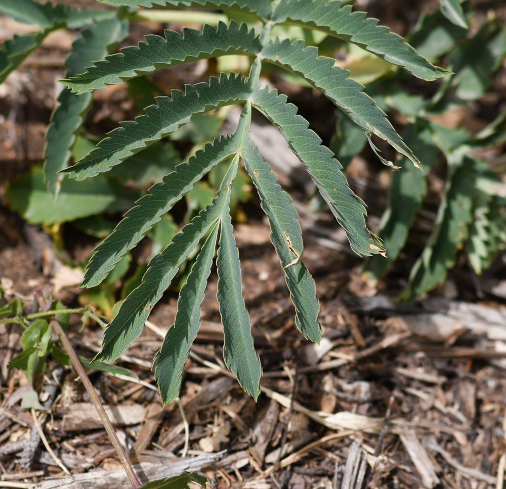 Image of Melianthus major specimen.