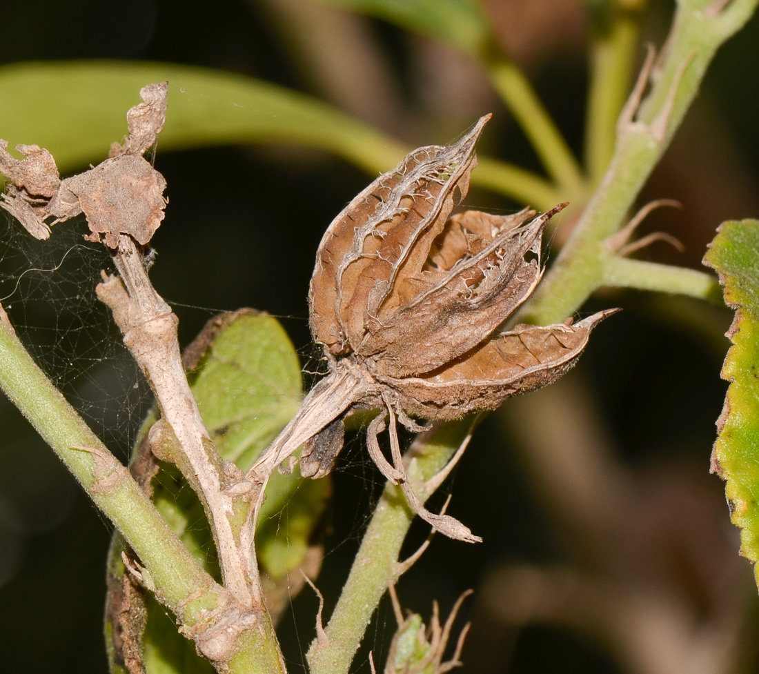 Image of Hibiscus calyphyllus specimen.