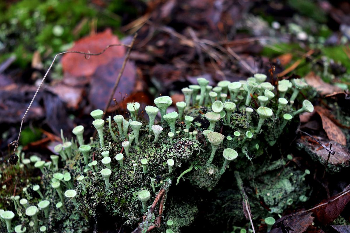 Изображение особи Cladonia fimbriata.