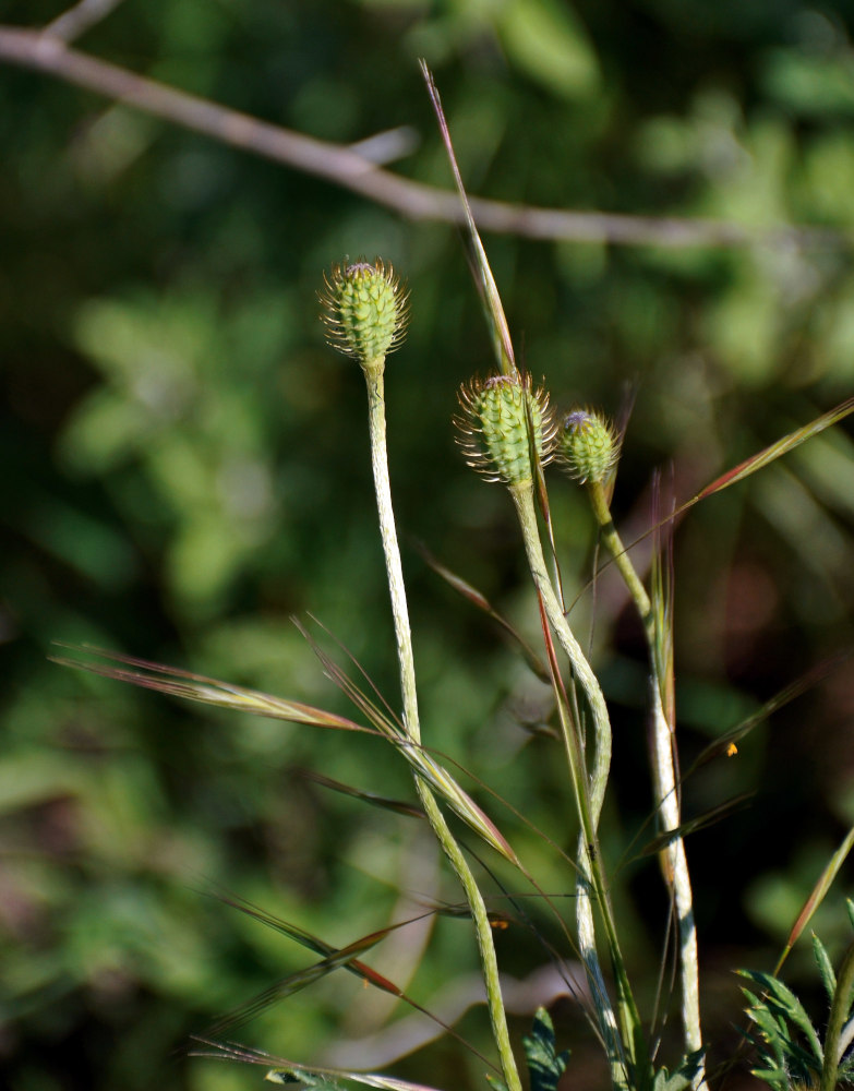 Image of Papaver hybridum specimen.