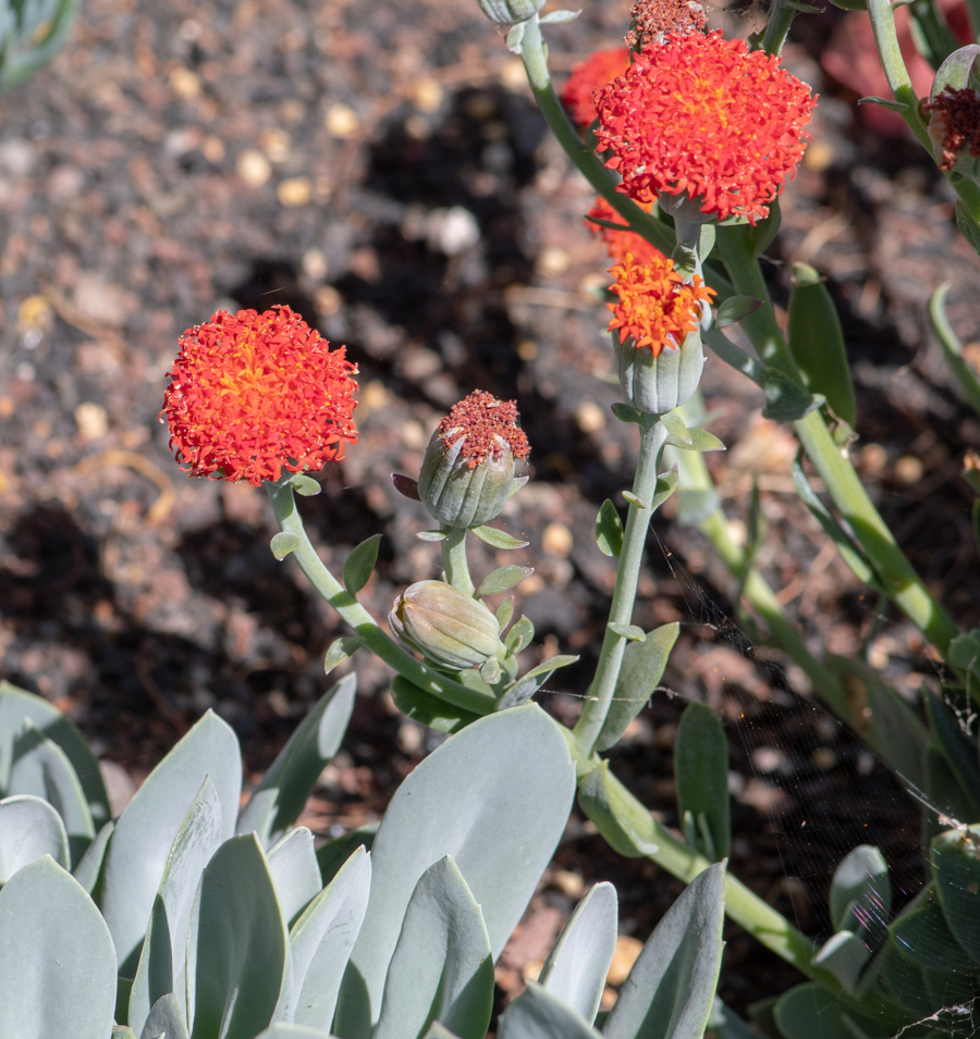 Image of genus Kleinia specimen.