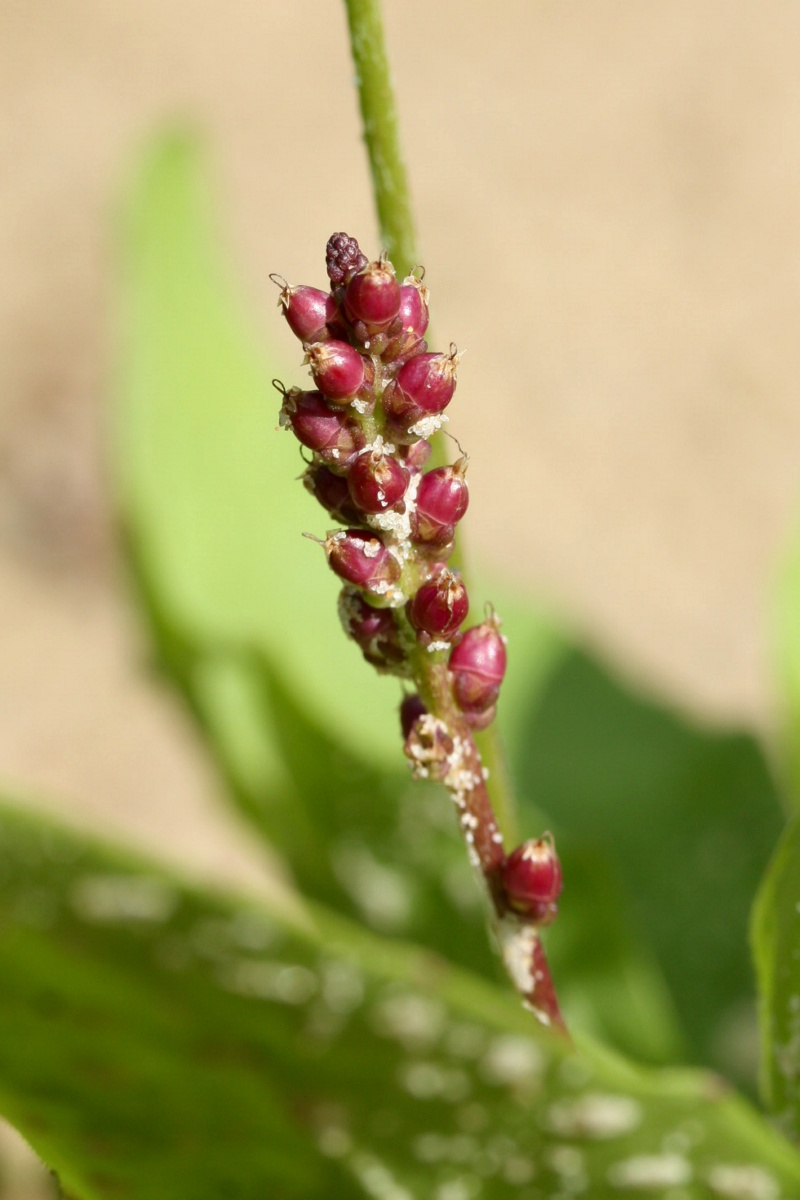 Image of Plantago winteri specimen.