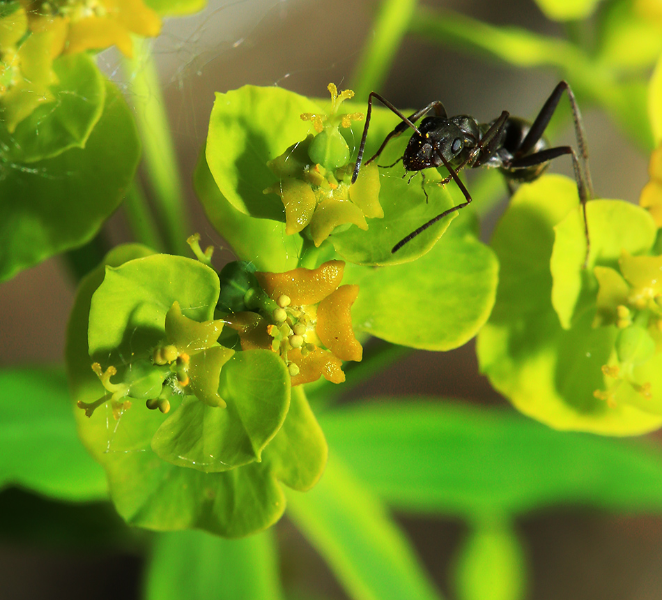 Изображение особи Euphorbia leoncroizatii.