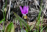 Erythronium sibiricum