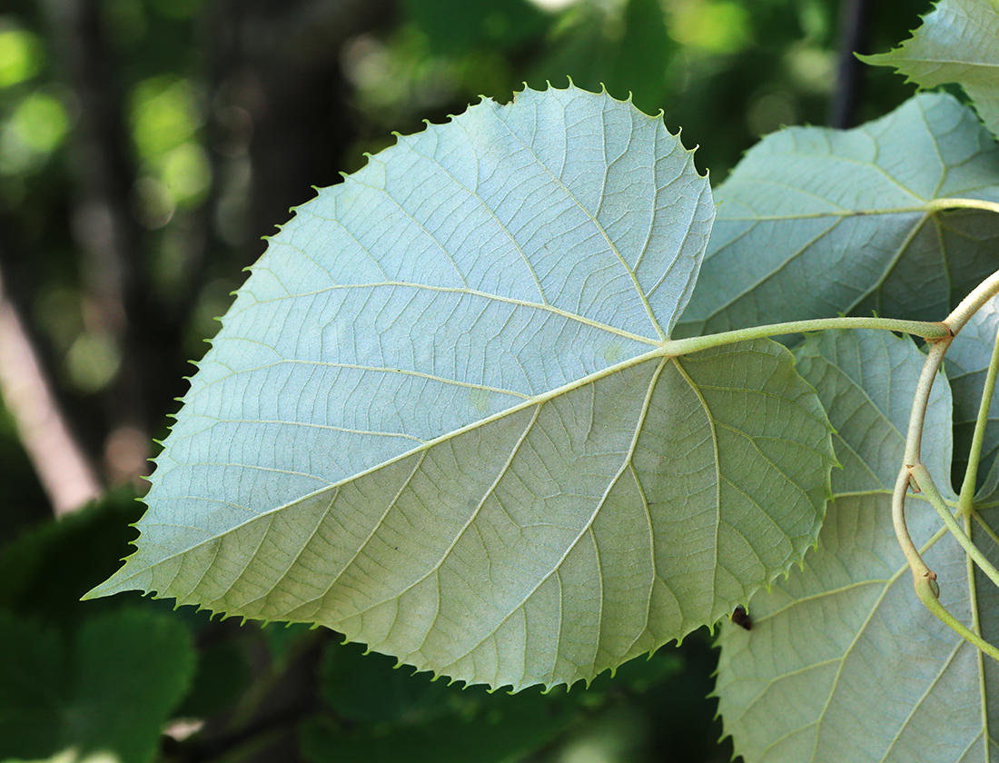 Image of Tilia mandshurica specimen.