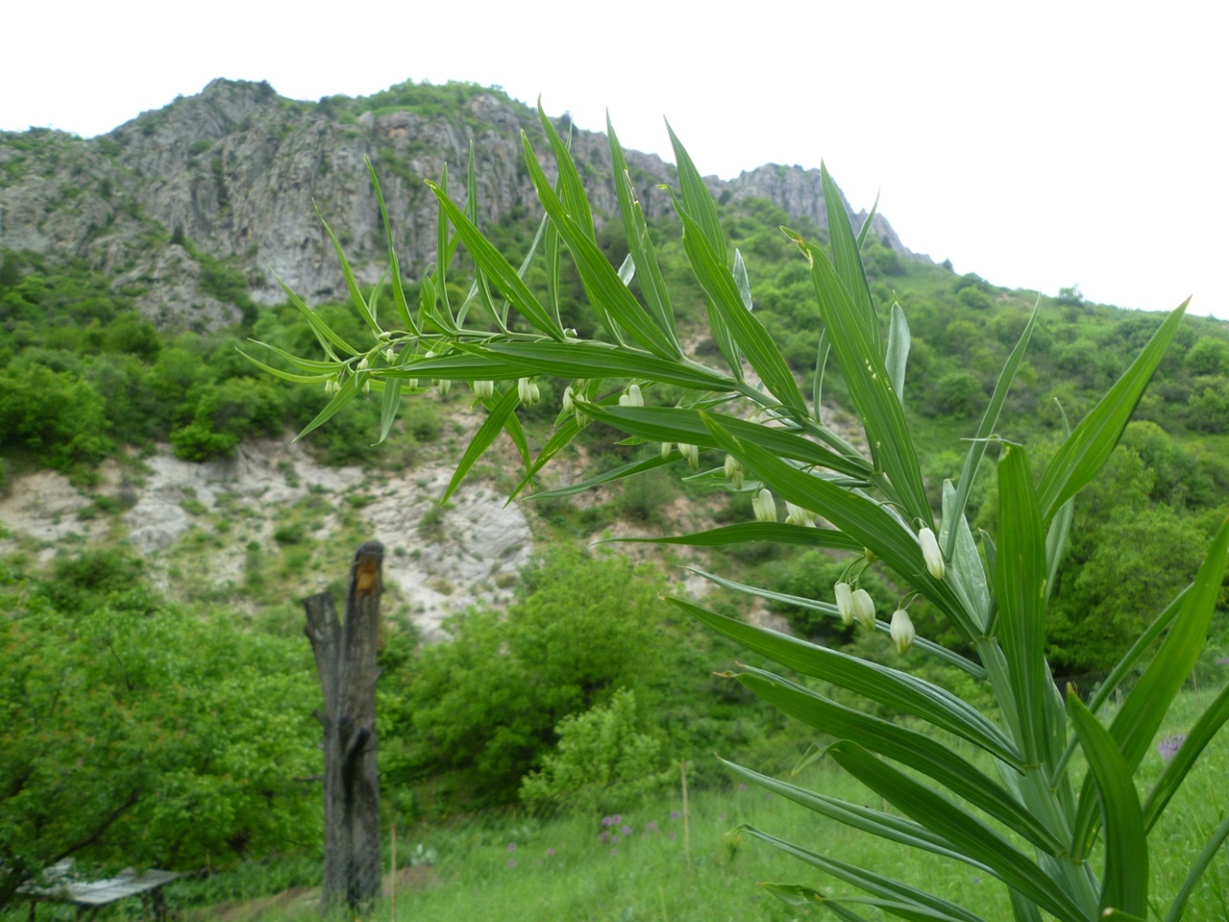 Image of Polygonatum sewerzowii specimen.