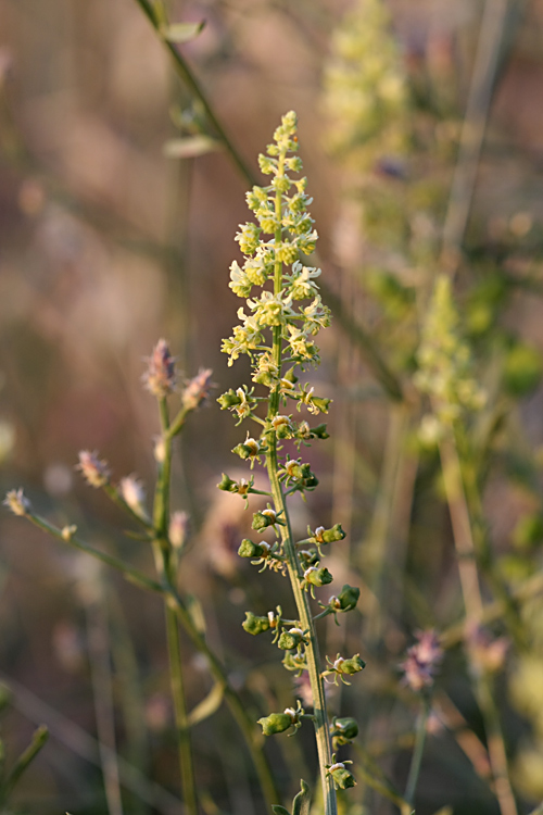 Изображение особи Reseda lutea.