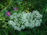 genus Pimpinella