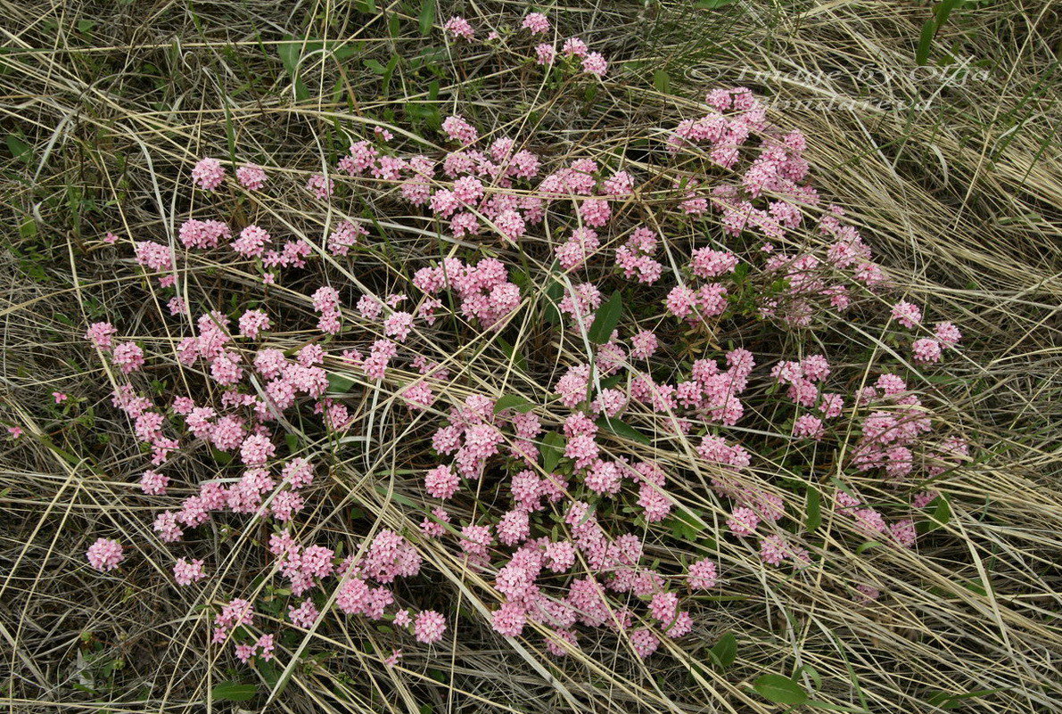 Image of Daphne cneorum specimen.