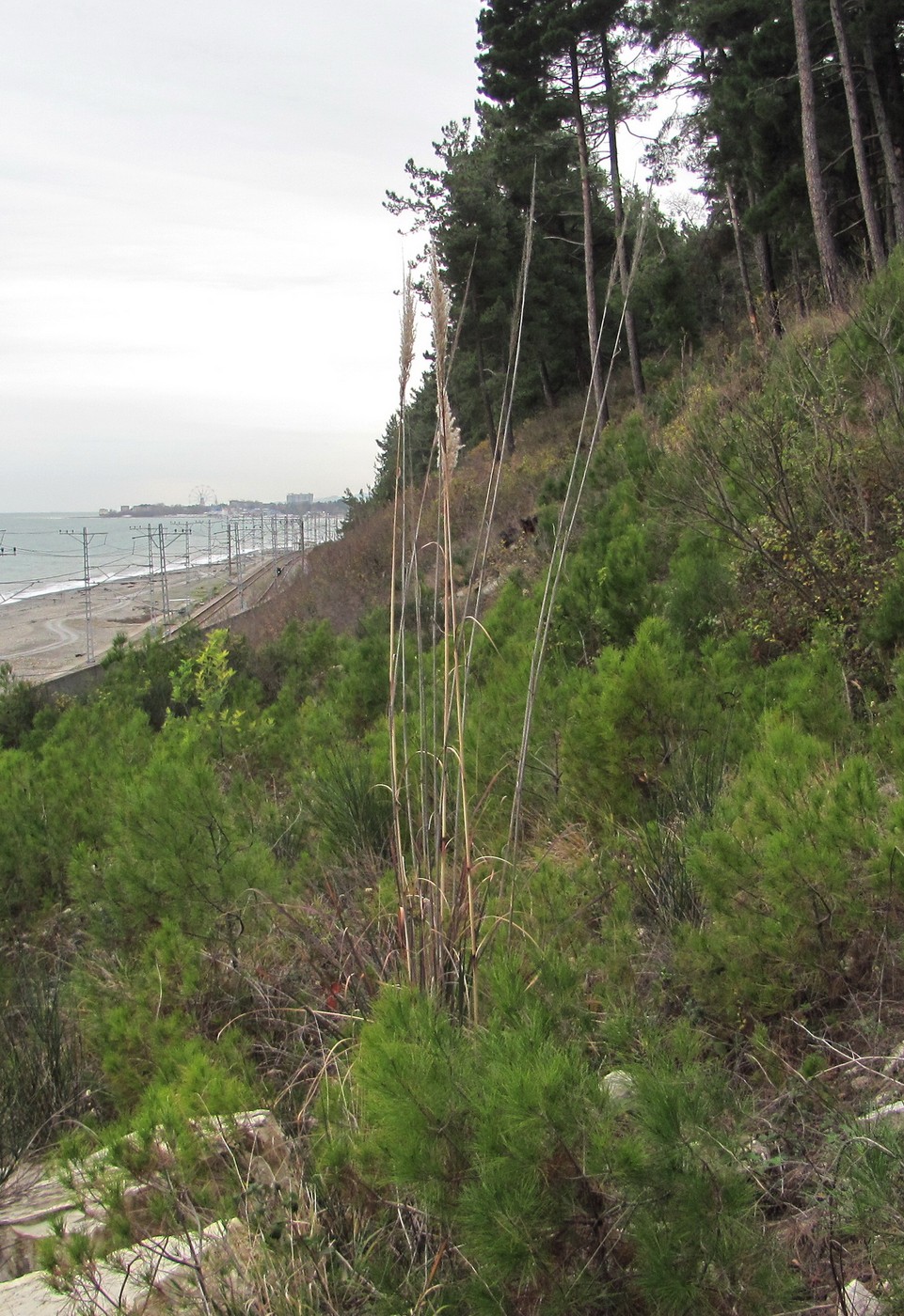 Image of Erianthus ravennae specimen.