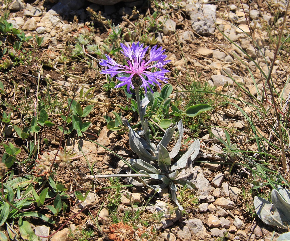 Изображение особи Centaurea fuscomarginata.