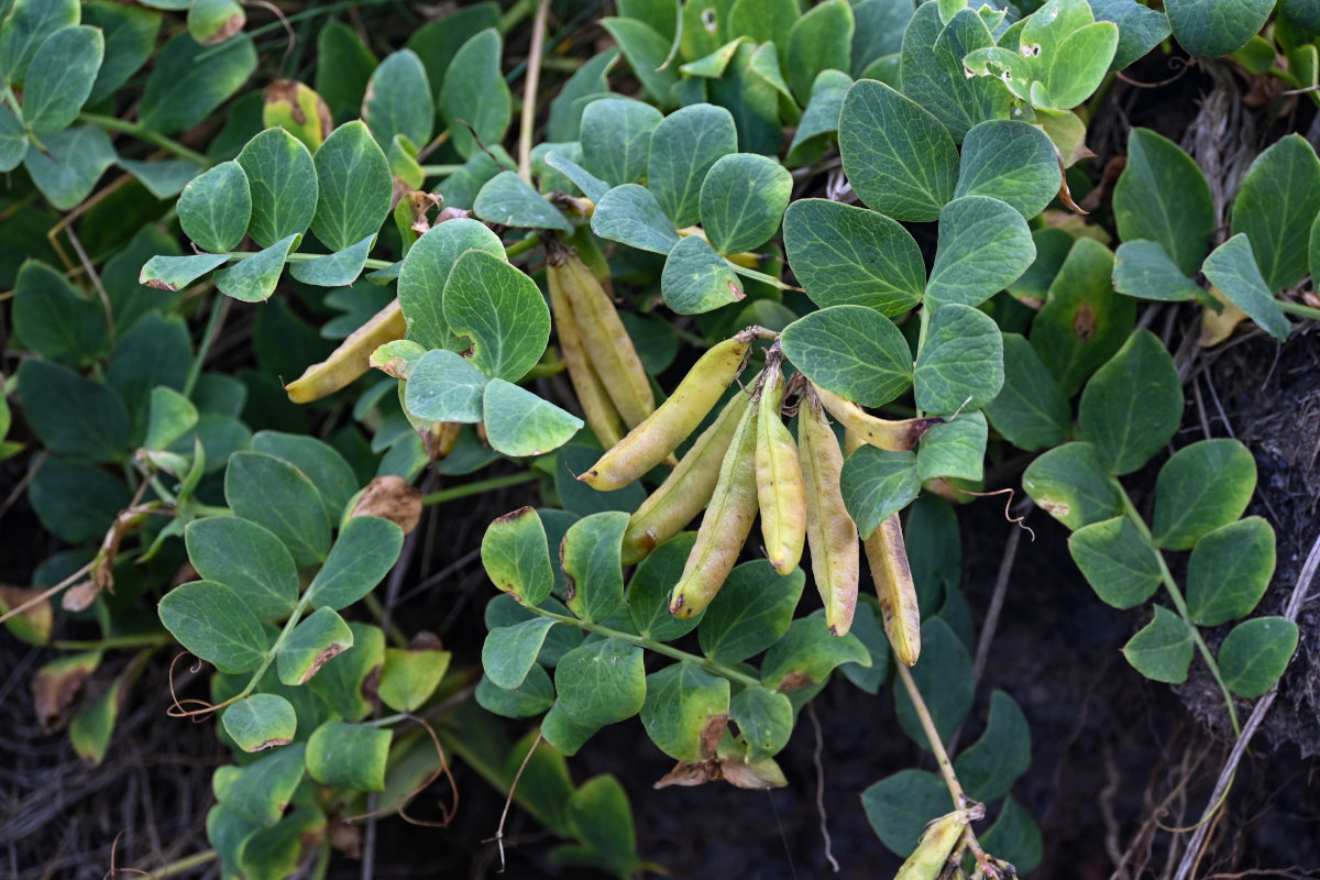 Image of Lathyrus japonicus specimen.