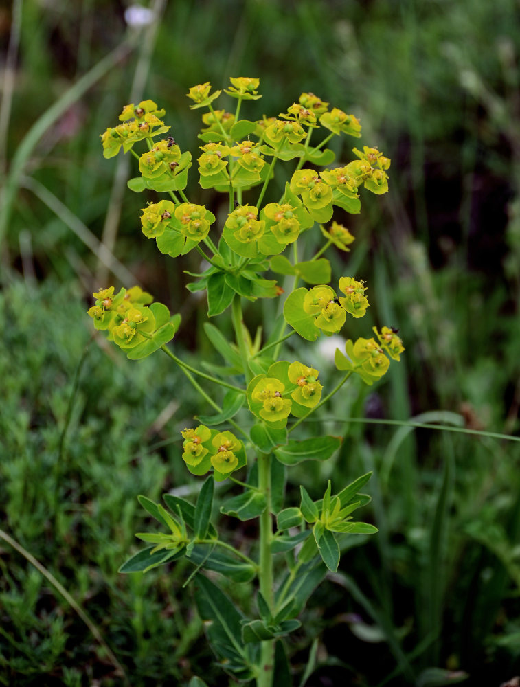 Изображение особи Euphorbia iberica.