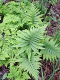 Phegopteris connectilis. Вегетирующее растение (слева - вайи Gymnocarpium dryopteris). Карелия, г. Петрозаводск, смешанный лес, у реки. 01.06.2023.