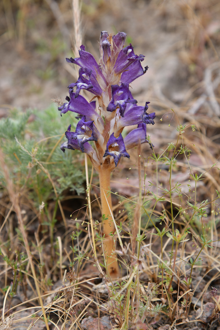 Image of Orobanche amoena specimen.