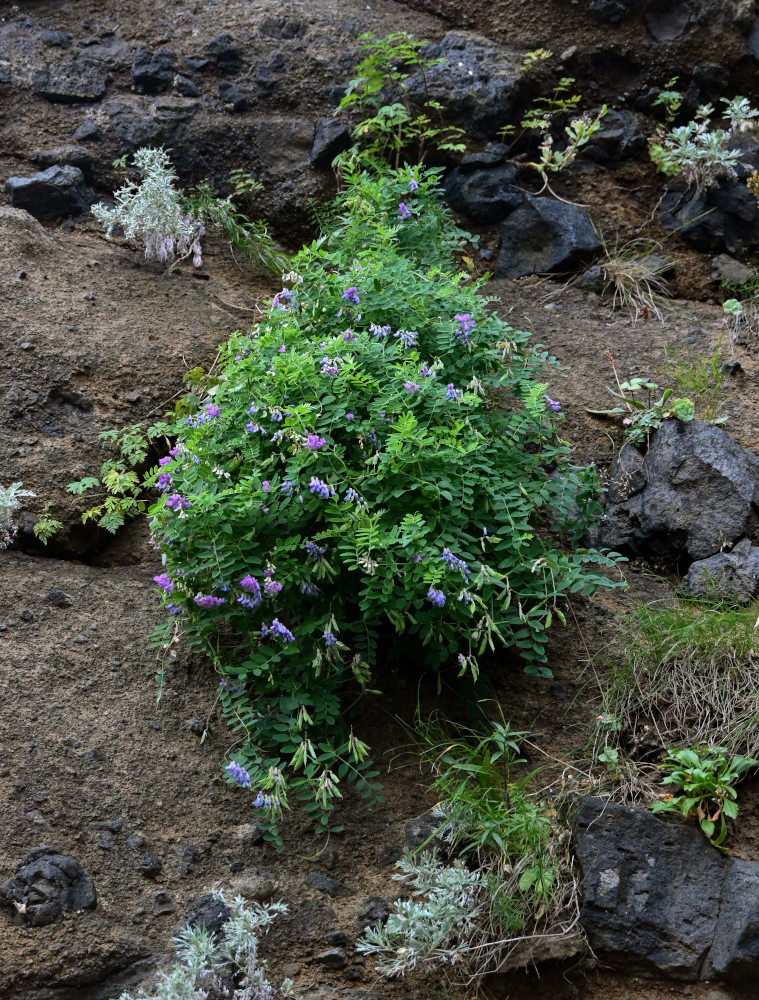 Image of Vicia japonica specimen.