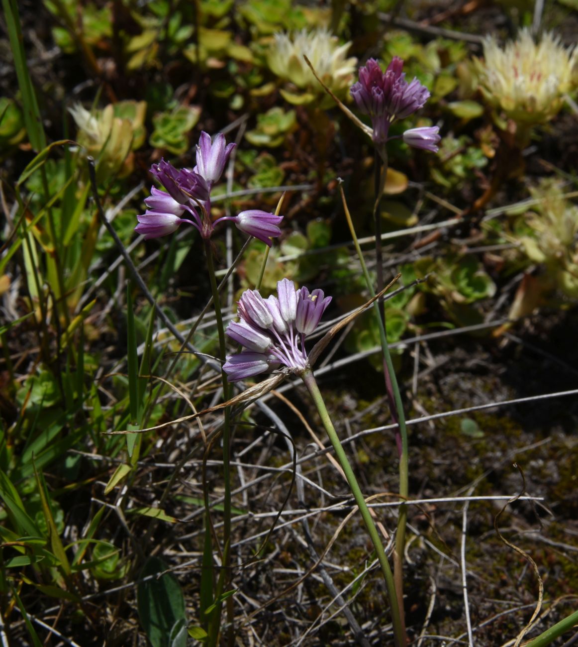 Image of Allium kunthianum specimen.