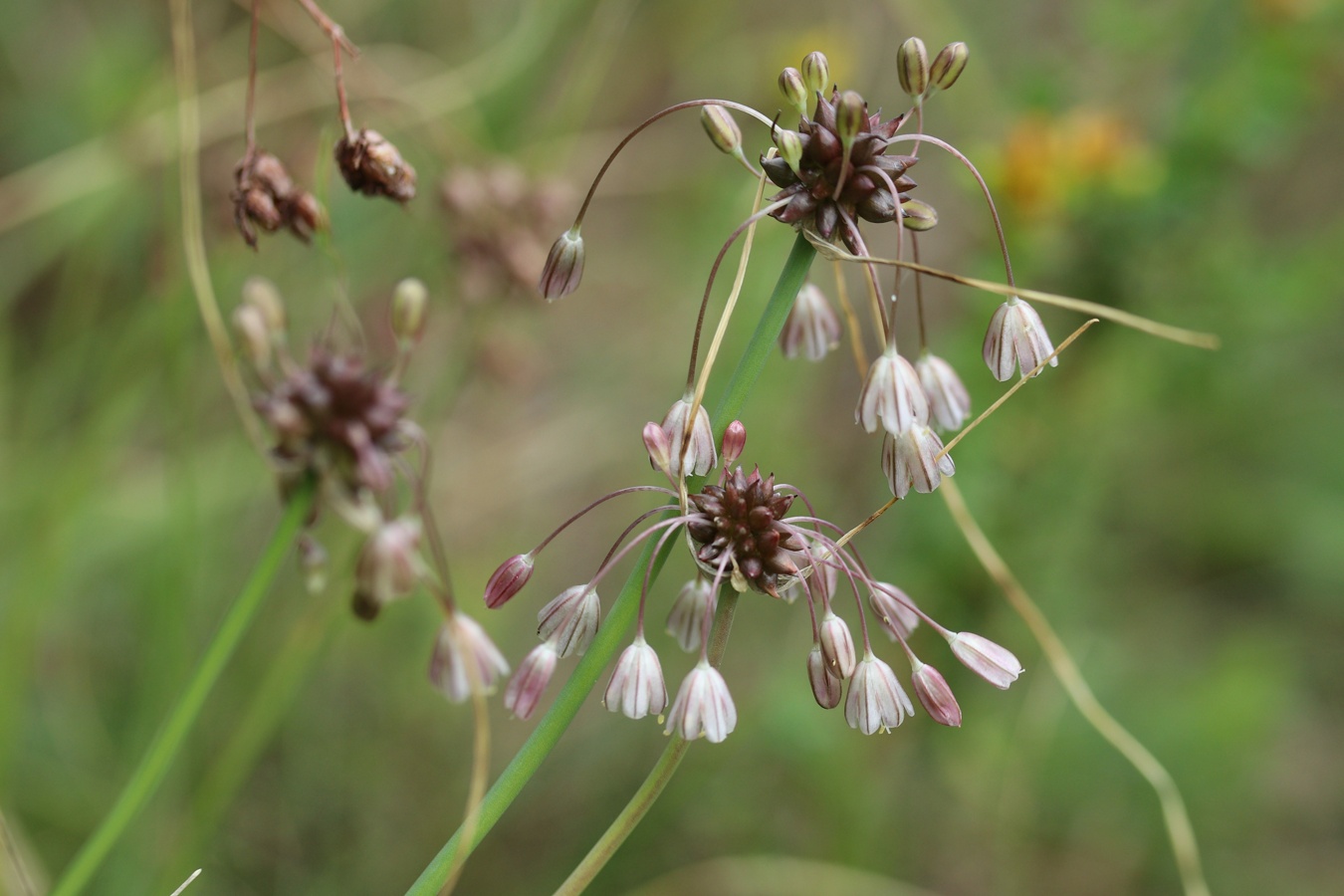 Изображение особи Allium oleraceum.