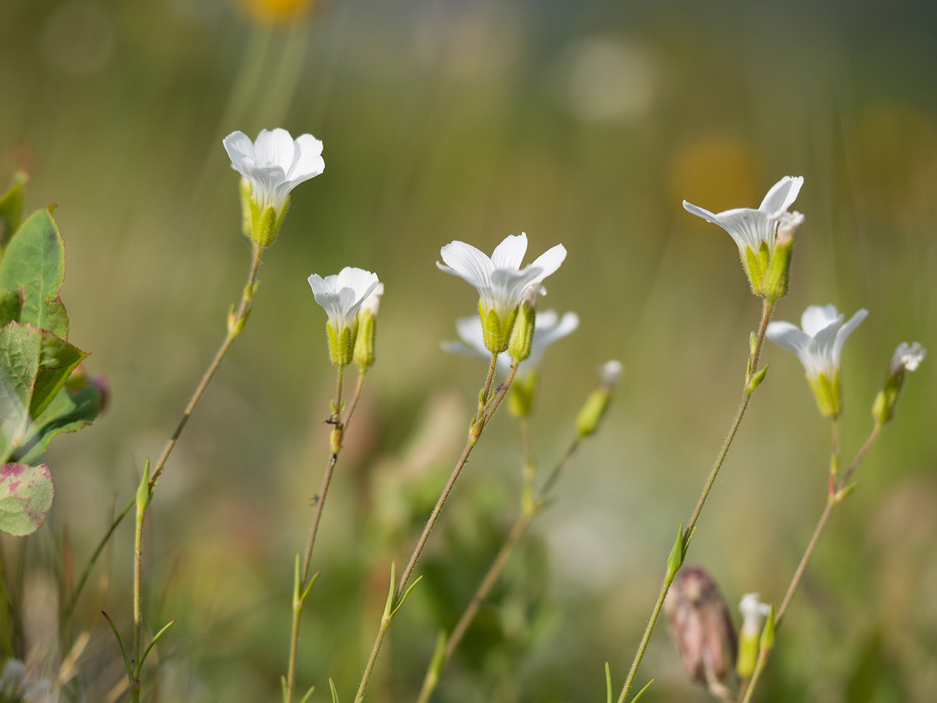 Image of Minuartia circassica specimen.