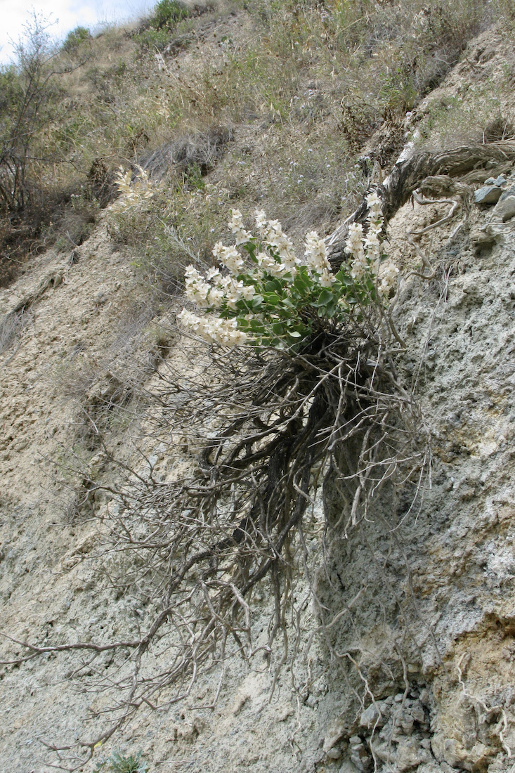 Image of Otostegia olgae specimen.