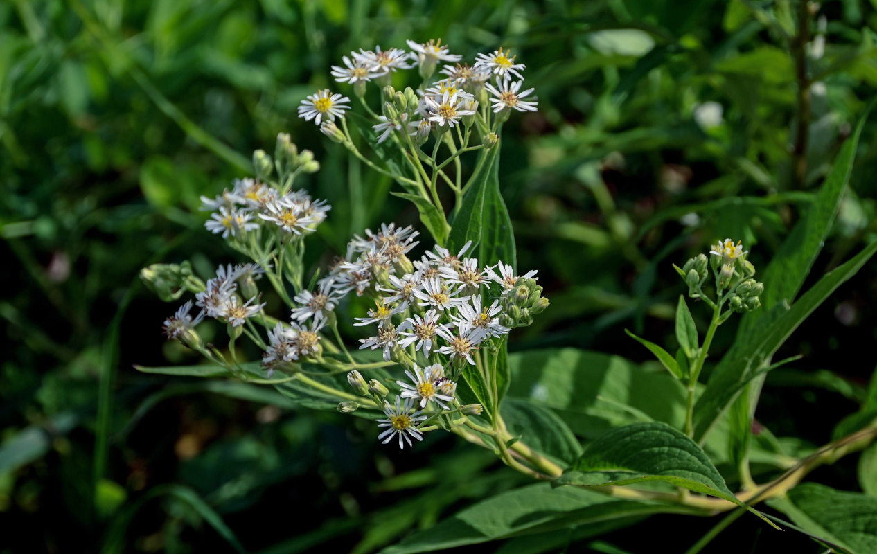 Изображение особи Aster glehnii.