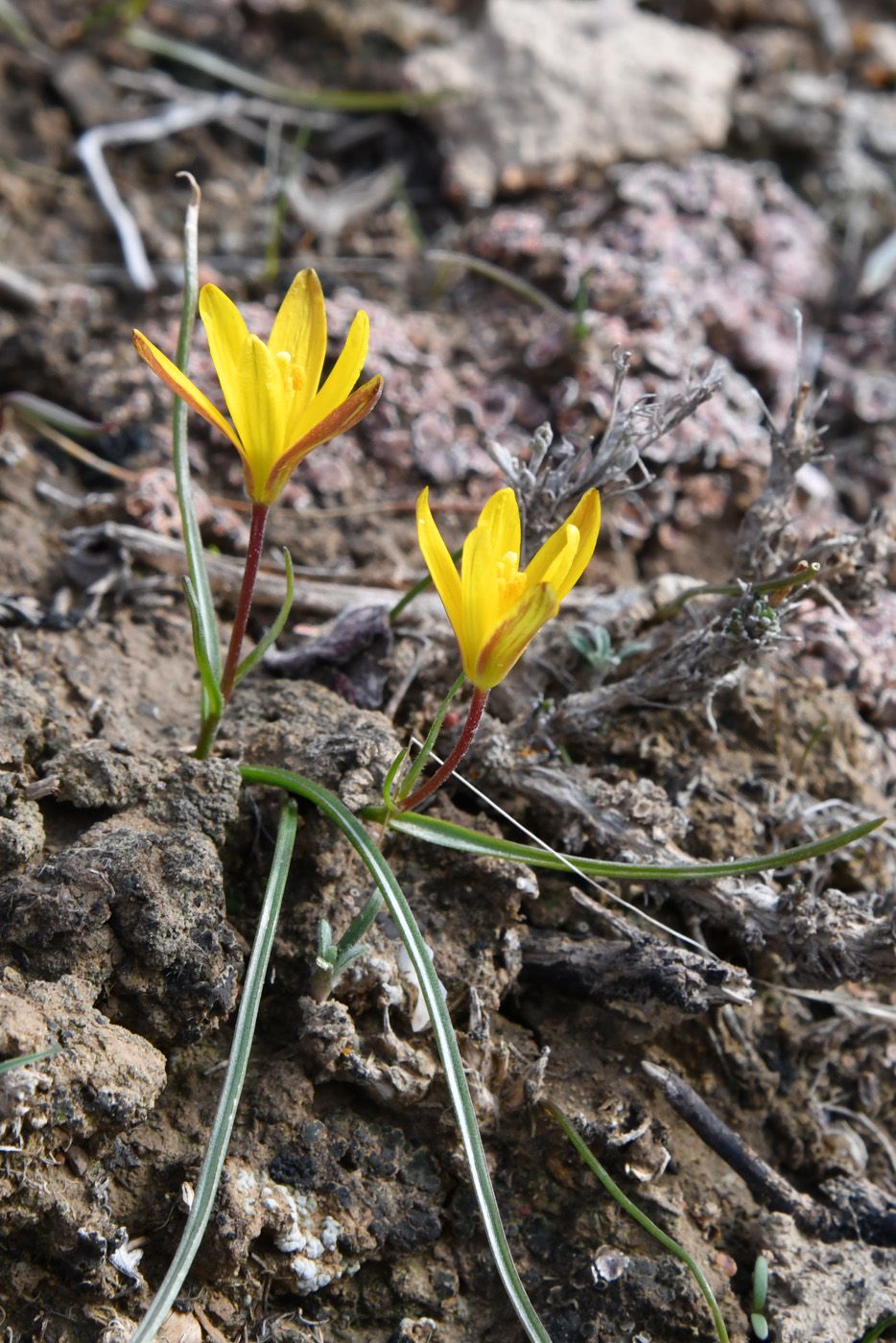 Image of genus Gagea specimen.