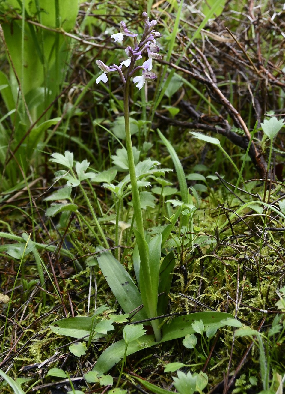 Image of Anacamptis morio ssp. syriaca specimen.