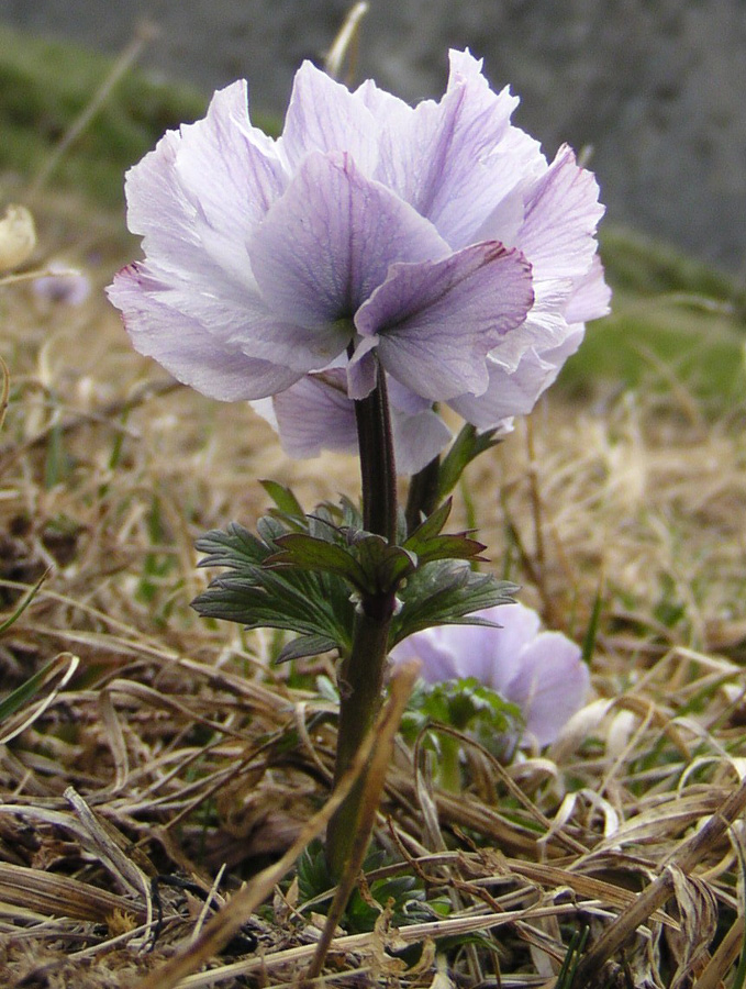 Изображение особи Trollius lilacinus.