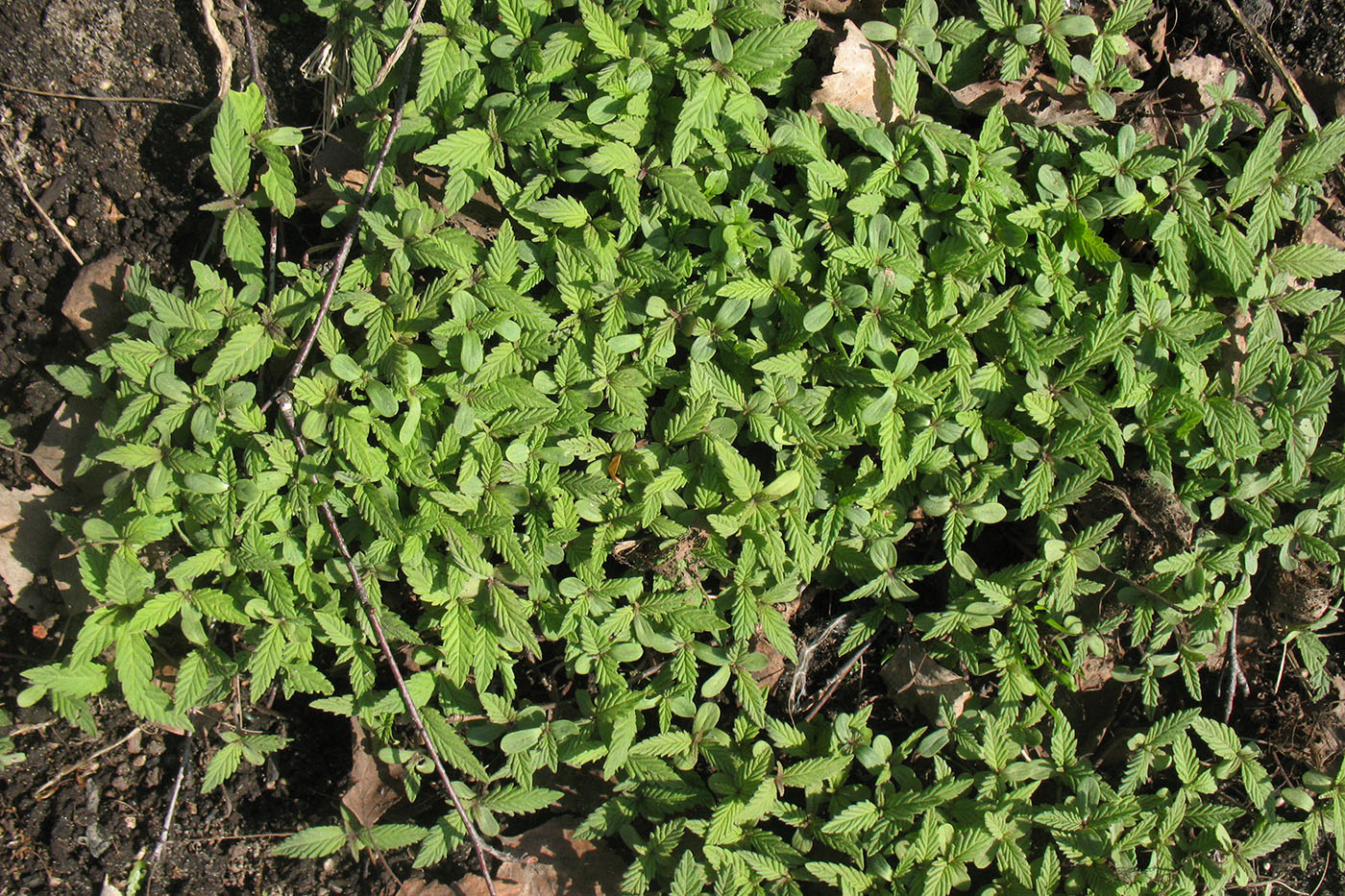 Image of Cannabis sativa var. spontanea specimen.