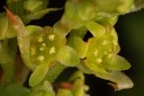 Ribes alpinum