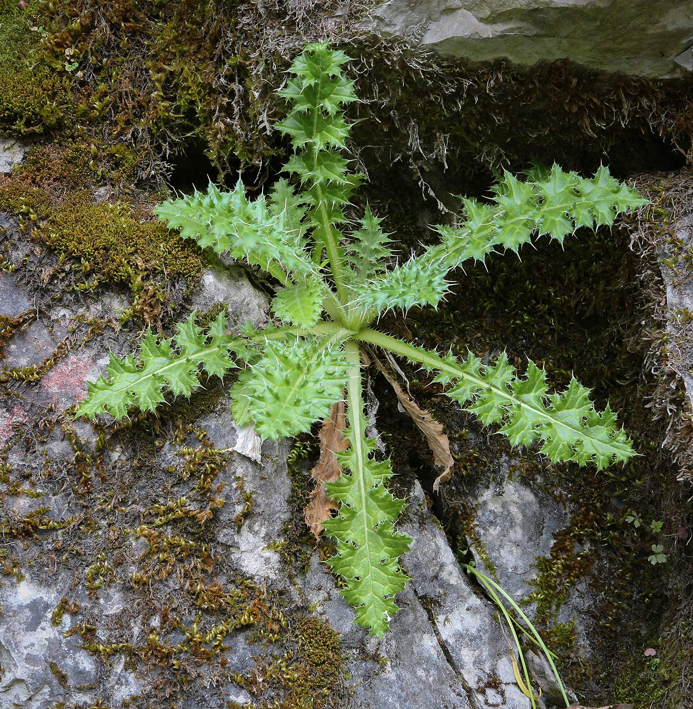 Image of genus Carduus specimen.