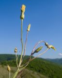 Scorzonera taurica. Верхушка растения с развивающимися и расцветающими соцветиями. Краснодарский край, м/о г. Новороссийск, склон горы Херсонка, остепнённый луг. 10.05.2024.