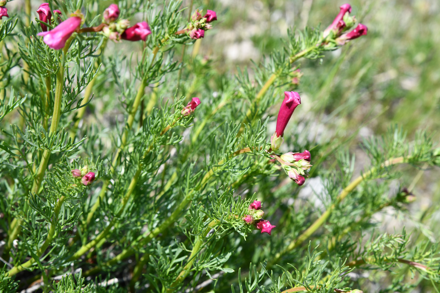 Image of Niedzwedzkia semiretschenskia specimen.