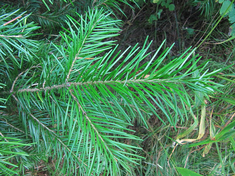 Image of Abies sibirica specimen.