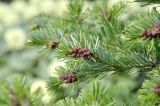 Abies nephrolepis