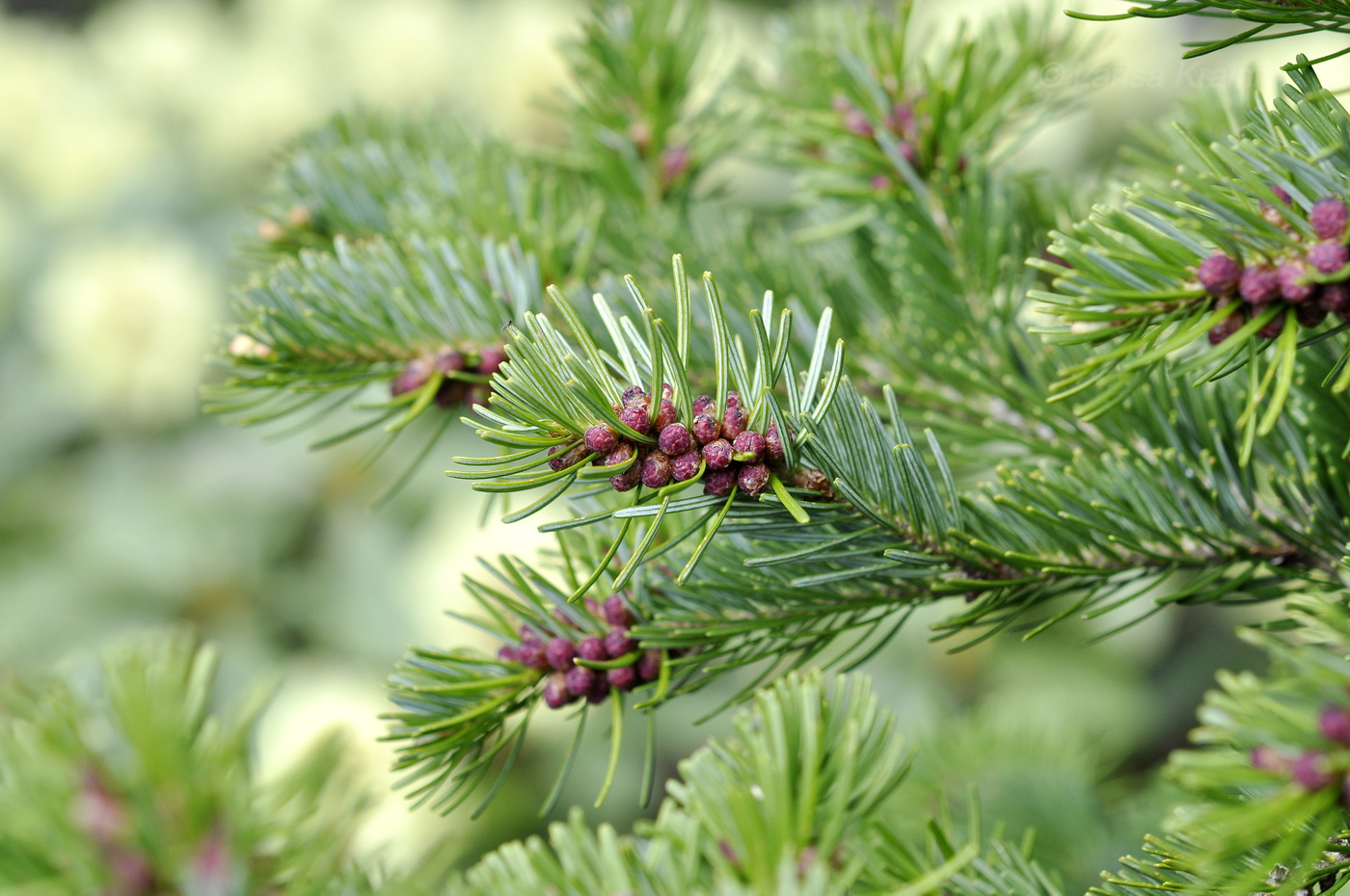 Изображение особи Abies nephrolepis.