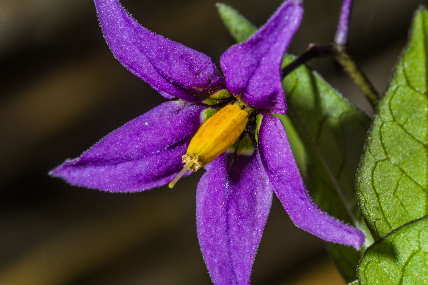 Image of Solanum dulcamara specimen.